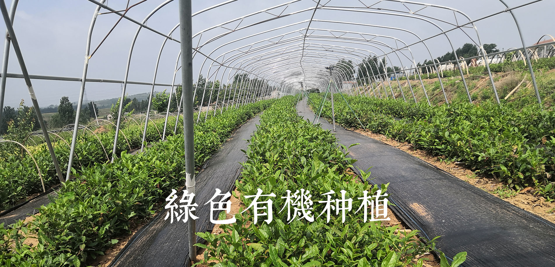 潍坊市鼎尖茶业有限公司